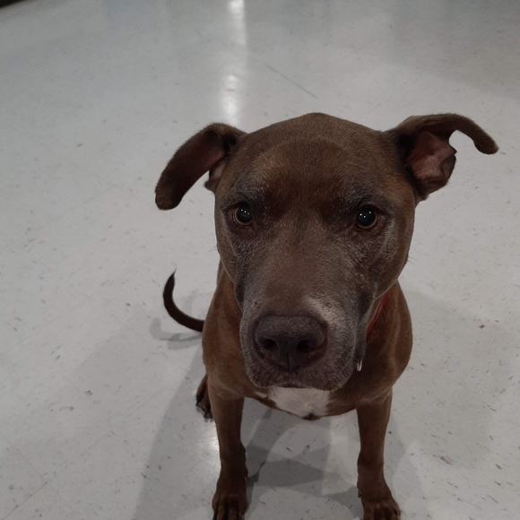 Meet your Posher, Lisa - Picture 4 of 5